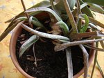 aloe4.jpg