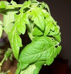 TOMATE.JPG
