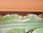 S73F2528.JPG