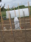 un sac à tomates.JPG