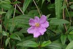 chbo-IMGP1469.JPG