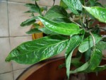DSCF2814.jpg
