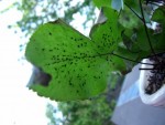 DSCF2816.jpg