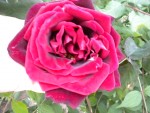 DSCN0785.JPG