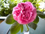 DSCN0781.JPG