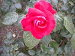DSCN0782.JPG