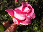 DSCN0830.JPG