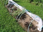 le coin melon, sous serre,