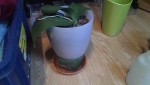 DSC00091.JPG