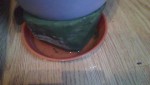 DSC00092.JPG