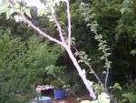 Pêcher au travers de mon abricotier !