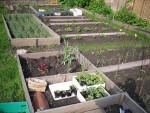 potager 70510.JPG