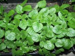 taille lantanas 001 (Small).jpg