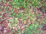 fraise des bois.jpg