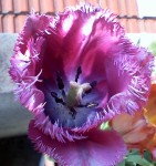 La dernière tulipe de l'année, encore intacte et épanouie.