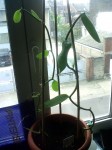 mes deux bouture de vanille