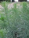 herbe.jpg