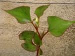 plante inconnue 008.jpg