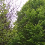 ARBRE 11.JPG
