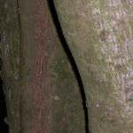 ARBRE 12.JPG
