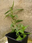 plante inconnue 009.jpg
