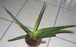 Aloé1.jpg