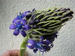 fleur inconnue 003.jpg