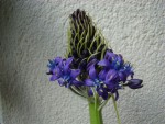 fleur inconnue 004.jpg