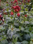 plante fleurie.jpg