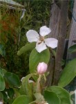 fleur3.jpg