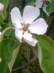 fleur2.jpg
