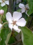 fleur1.jpg
