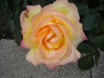 DSCN0787.JPG