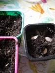 3pots3graines.JPG