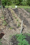 Les piments et poivrons