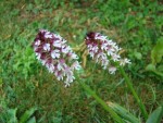 orchidée 001.jpg