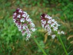 orchidée 002.jpg