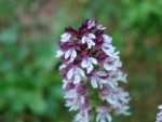 orchidée 003.jpg