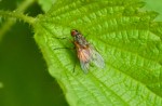 insecte.jpg