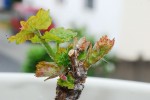 DSC_1407.JPG