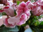 Bizarre la fleur de mon gloxinia ! Est-ce normal ?