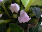 Est-ce cela le tubercule du gloxinia ?