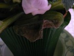 Je ne sais si vous voyez correctement (si non, désolée et toutes mes excuses pour la photo) mais la feuille de mon gloxinia devient un peu marron.