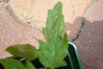 Photo 003.jpg
