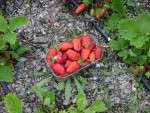 DSC03775.JPG
