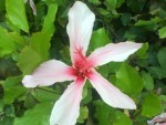 DSC00448.JPG