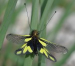 papillon mystere.jpg