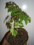 taches tomates.jpg