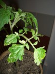 taches tomates2.jpg