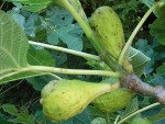 figues 001.jpg